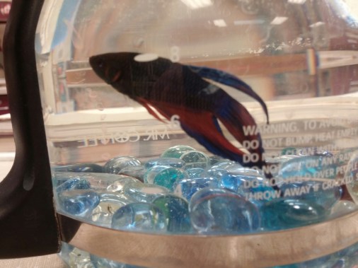 wp-1424969346462 image