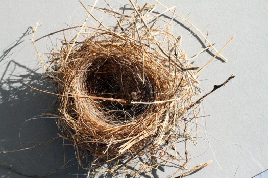 birds-nest-3-1024x682
