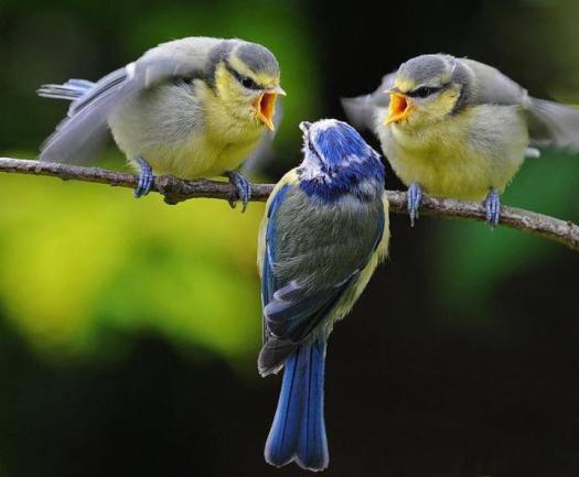 SQUAK SQUAK SQUAK - What have you got to say? http://blog-imgs-50.fc2.com/a/f/g/afg2/The-critique-Group.jpg