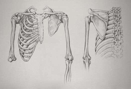 shoulder-and-arm-16-3-by-drawing-academy